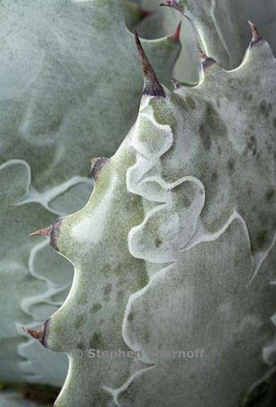 agave colorata 2 graphic